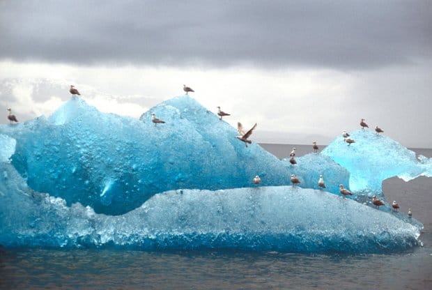 Floating large blue iceberg with several seabirds perched on it.