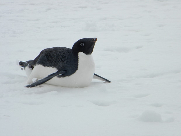 Penguin sliding on snow seen from a small ship excursion in Antarctica. 