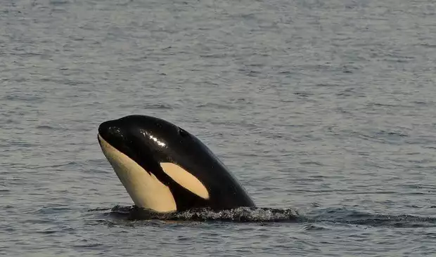 orca popping its head out of the water