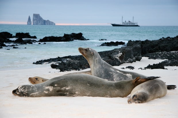 Four sea lions bask on bright white sand with Kicker Rock, black lava rocks and a Galapagos cruise ship seen in the background