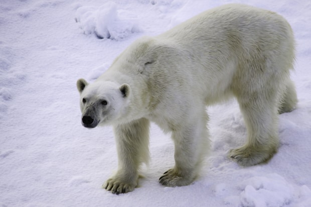Arctic Animals, Spotting Tips & Facts - AdventureSmith Explorations