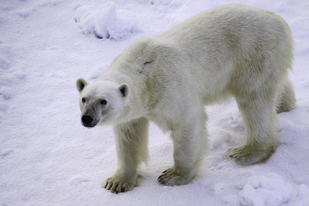 A polar bear walking on the snow