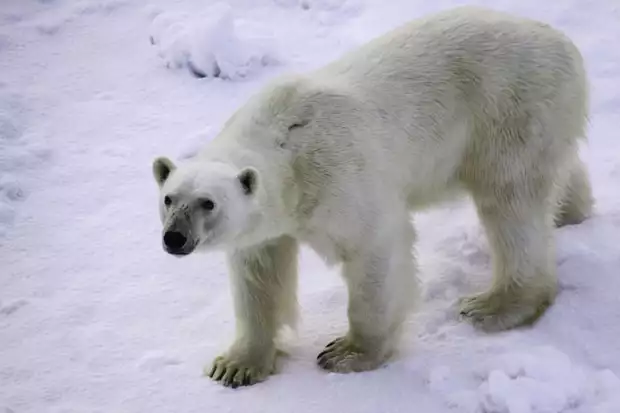 A polar bear walking on the snow