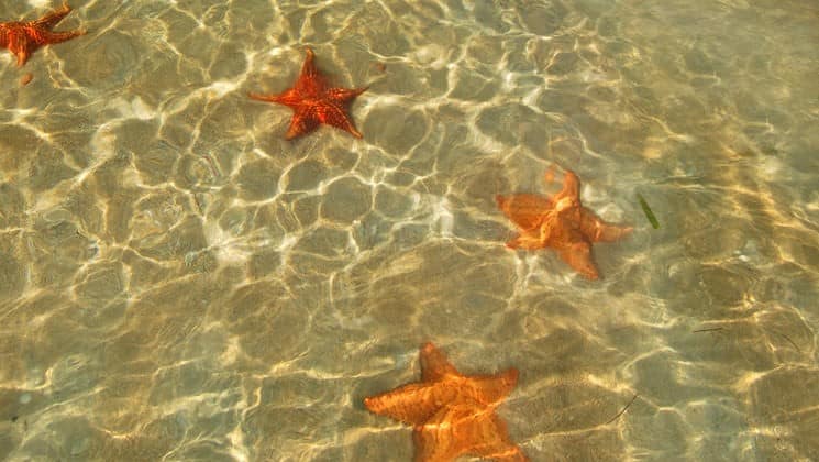 Orange star fish are in the sand under glimmering, clear water near Bocas Inn, a family hotel in Panama