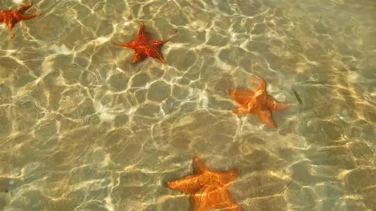 Starfish Bay