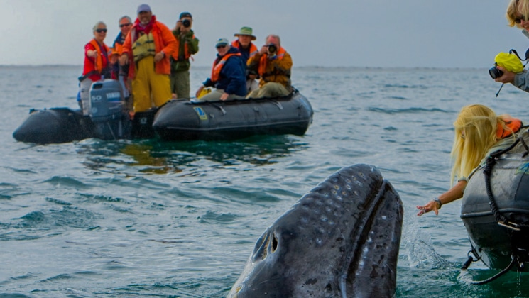 Blond girl reaches out towards a gray whale in Magdalena Bay as another Zodiac with Baja travelers looks on.