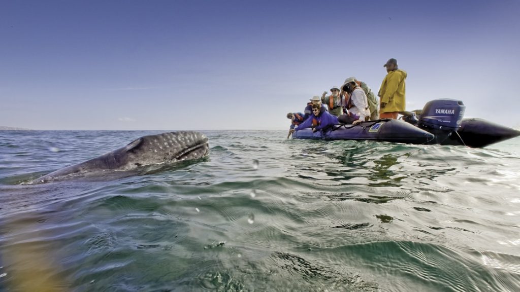 small ship cruise travelers in a zodiac skiff taking pictures of a young grey whale on a sunny day in magdalena bay, baja california