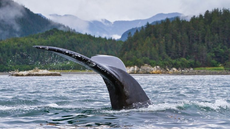 On a wild Alaska escape cruise, a whale tale is seen above water before it disappears as a whale dives beneath the surface.