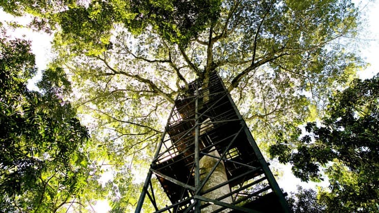 A structure with platforms and stairs allows travelers to climb high into the jungle to seek out the thousands of plants and animals within range of La Selva Amazon EcoLodge, a sustainable, luxury accommodation in Ecuador