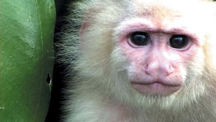 a capuchin monkey looking at the camera on the best of panama land tour