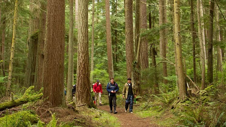 group of adventure travelers walking through the forest in the pacific northwest at one of the land tours on one of the stops of the Olympic Wilderness & San Juan Islands small ship cruise