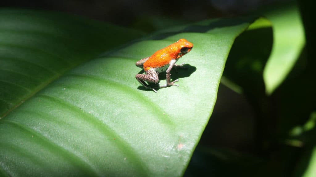 illuminated panamanian poison dart frog on a leaf with a dark background