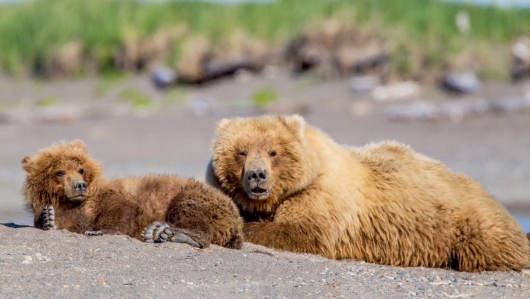 Grizzly bear laying on the beach with her cub directly in front of her along the river in Alaska