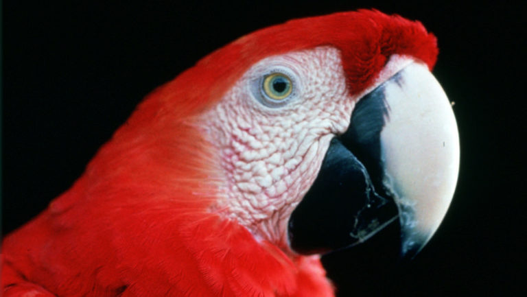 Close up of a red macaw's face in brazil