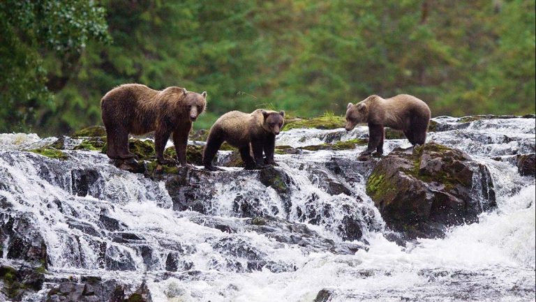 Seen from an Alaska cruise, three brown bears stand on rocks in the middle of a river flowing through a green forest in Alaska.