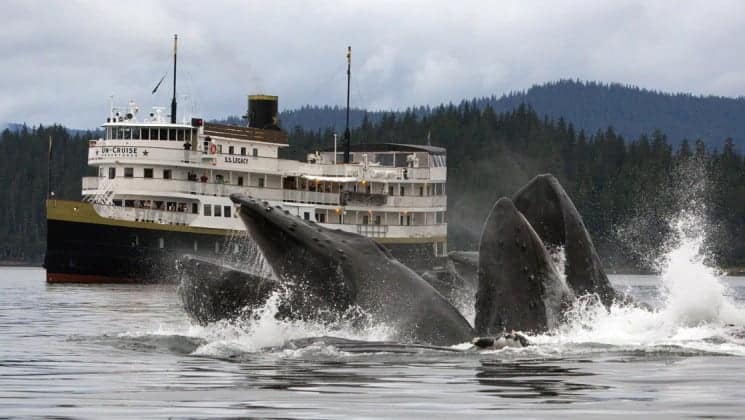 Two whales breaching in front of the Wilderness Legacy expedition ship