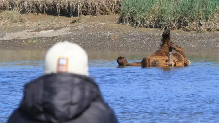 A grizzly bear taking a bath in the river on its back as a small ship cruise passenger watches from shore