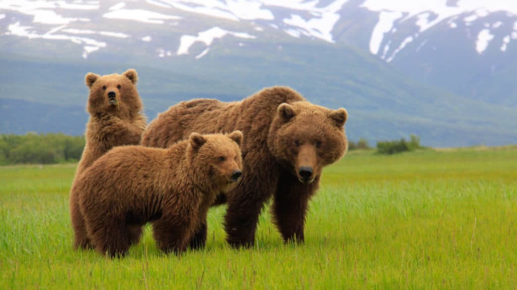 Grizzly bear with her two big cubs in the green grass with snowy hills behind them in Alaska