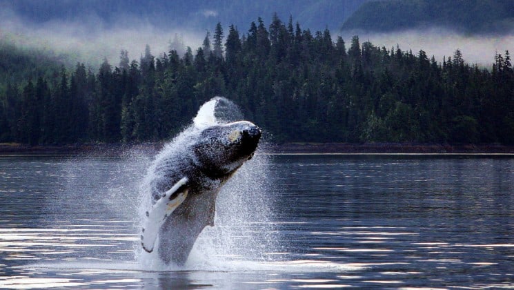 Humpback whale breaching in south east alaska
