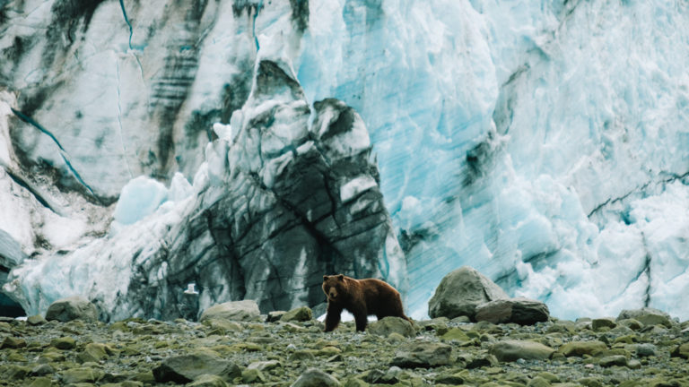 Brown bear by Lamplugh Glacier on Alaska's Inside Passage