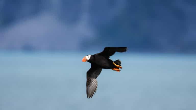 Puffin flying sighted on Inside Passage & Glacier Bay Wilderness Cruise
