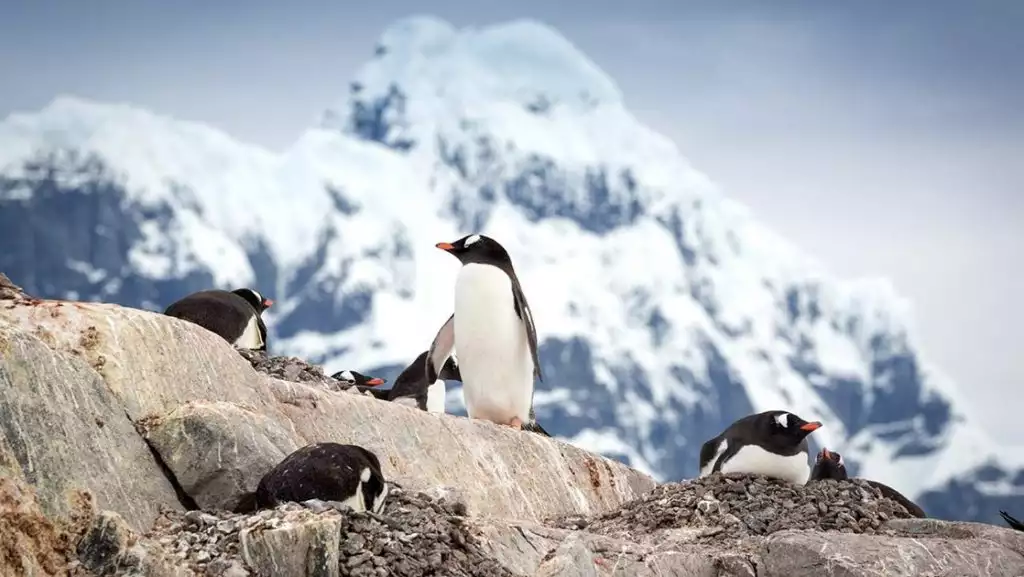 Photo by: Acacia Johnson/Quark Expeditions