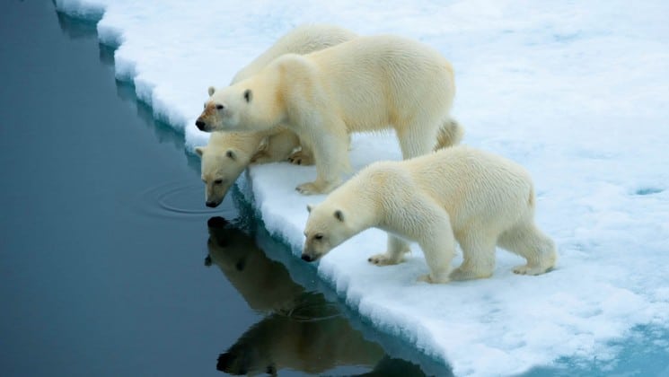 three polar bears drinking water seen on arctic wildlife safari small ship cruise