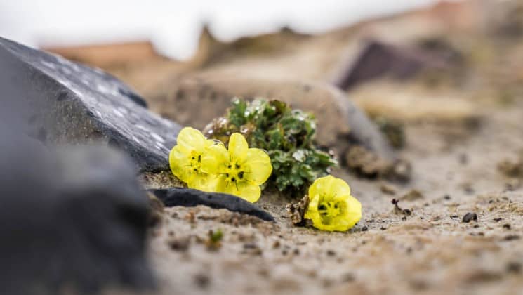 yellow wildflowers near svalbard coast on arctic wildlife safari cruise