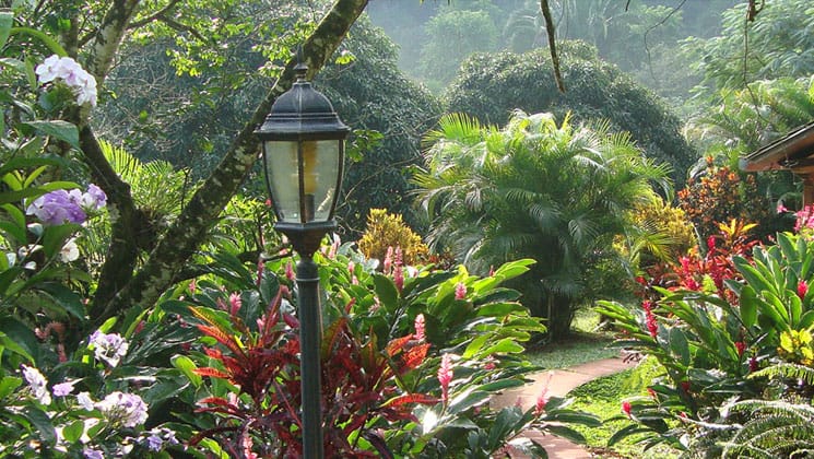 garden area of the candelaria lodge in guatemala filled with lush plants and a lightpost sticking out of it