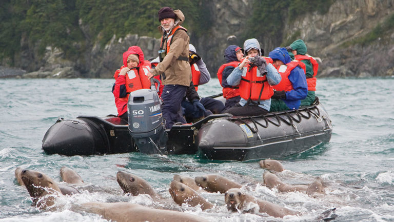 Curious northern stellar sea lion colony get up close to a group of people on an inflatable skiff in Alaska