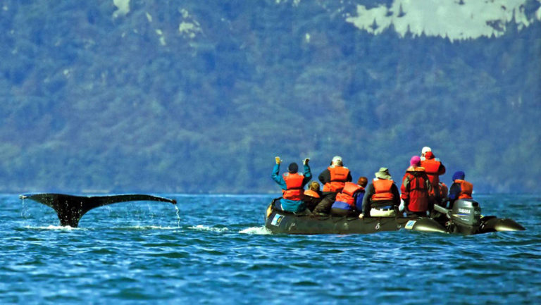Guests on Zodaic observing a diving Humpback Whale in Alaska