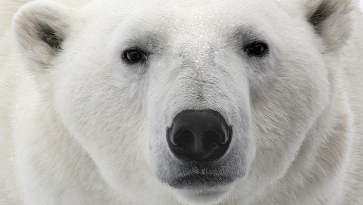 closeup of polar bear face on introduction to spitsbergen: fjords, glaciers & wildlife of svalbard cruise