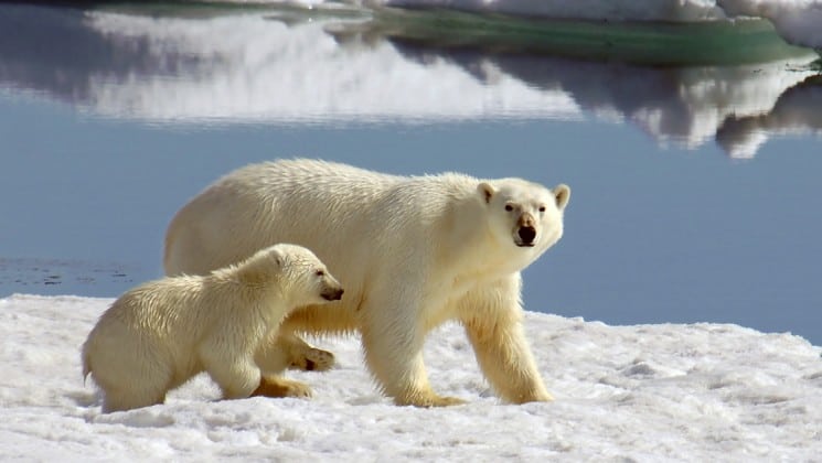 polar bear and cub seen on introduction to spitsbergen: fjords, glaciers & wildlife of svalbard cruise
