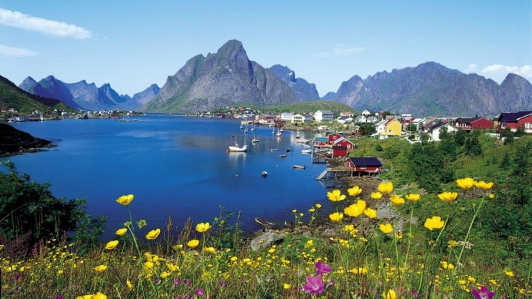 mountain flowers blooming near coastal town on norway's fjords & arctic svalbard cruise
