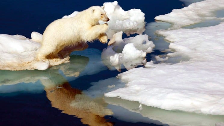 polar bear jumping between floating ice pieces on norway's fjords & arctic svalbard cruise