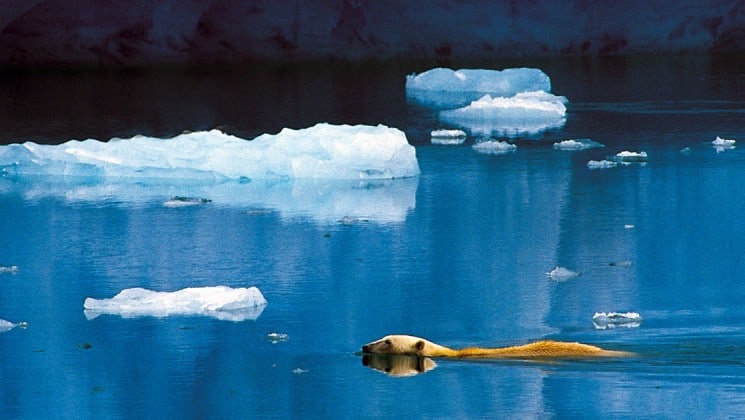 polar bear swimming among floating ice on norway's fjords & arctic svalbard cruise
