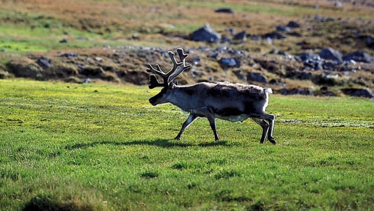 reindeer on green grass seen on norway's fjords & arctic svalbard cruise