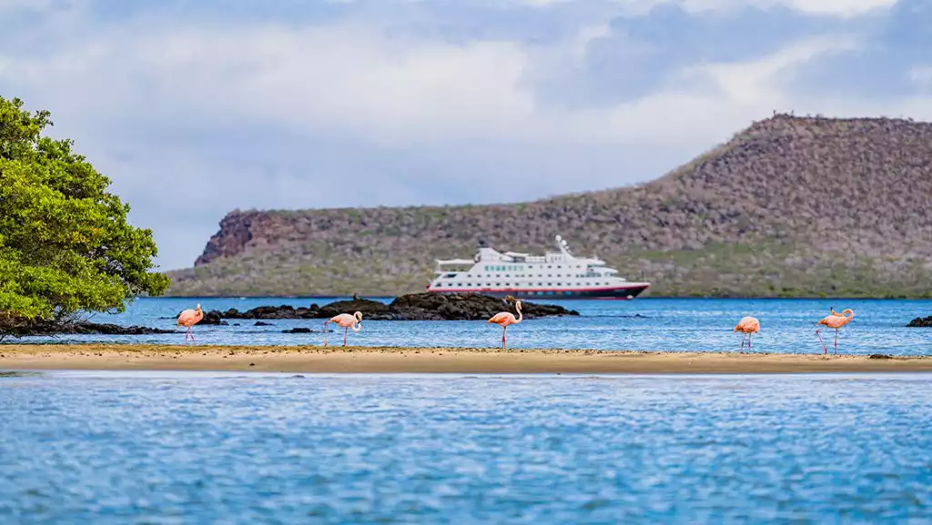 Pink Galapagos flamingoes stand in a line on a sand bar flaked by blue ocean water and Santa Cruz II ship floating in the distance.