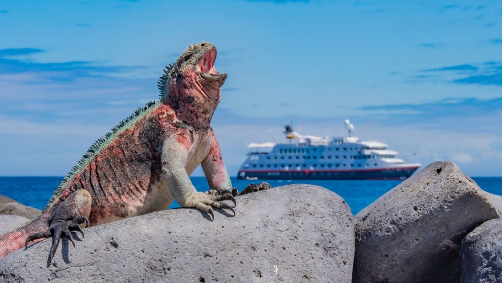 The Santa Cruz II ship cruises the ocean horizon as a red and green marine iguana opens its mouth wide from a rocky shoreline.