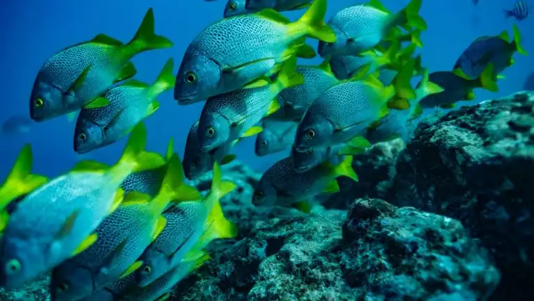 Blue, yellow & turquoise fish seen snorkelling at the coast of San Cristobal island, Galapagos, on a Santa Cruz II cruise.
