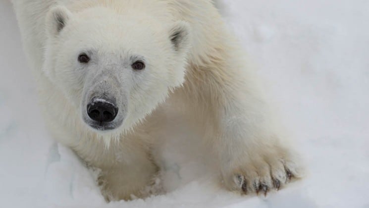 polar bear seen on spitsbergen highlights: expedition in brief arctic cruise