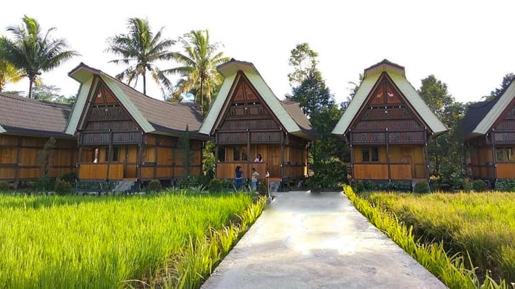A row of traditional Toraja houses with a meadow in front.
