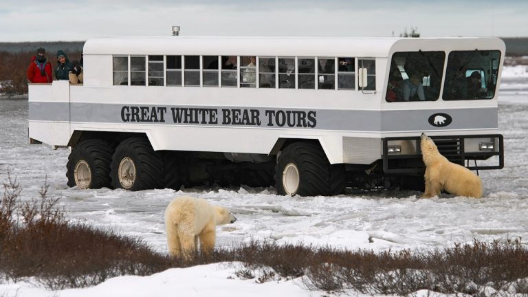 The Polar Rover vehicle taking Tundra Lodge guests on a polar bear sighting excursion on the snow with two polar bears next to it.