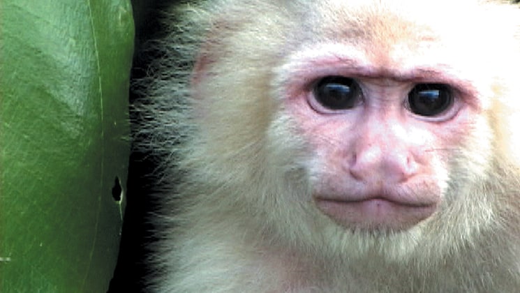 A white faced capuchin close up with white fur and big brown eyes.