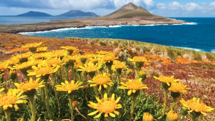 Yellow wildflowers on a field overlooking a bay with mountains in the background in south georgia and the falklands