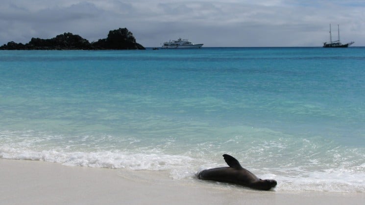 a sea lion plays in the surf and the white sand beach at the galapagos islands