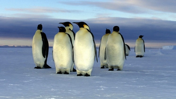 A group of penguins walk across the ice and snow in antarctica, as seen from the weddell sea voyage cruise