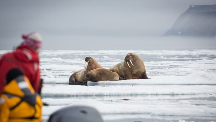 a group of walruses on sea ice while onlookers get a look from a nearby zodiac in the arctic circle