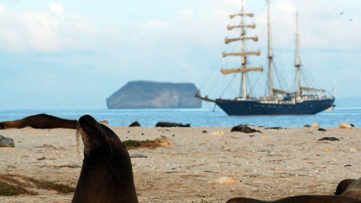 A sea lion lifts its head on a rocky bluff in the foreground, while the S/S Mary Anne, a sailing ship, crosses the ocean between the Galapagos Islands in the distance.