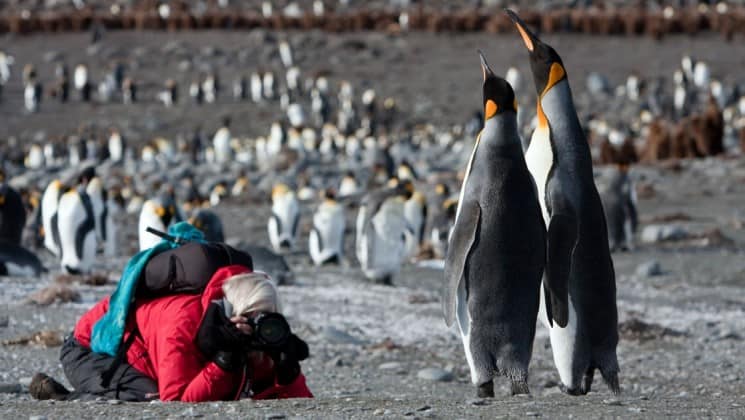 A person kneels down to take a photograph of penguins in antarctica on an expedition